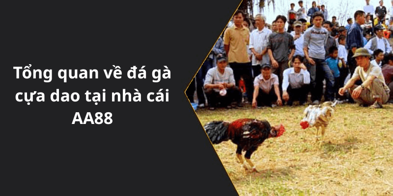 Tổng quan về đá gà cựa dao tại nhà cái AA88