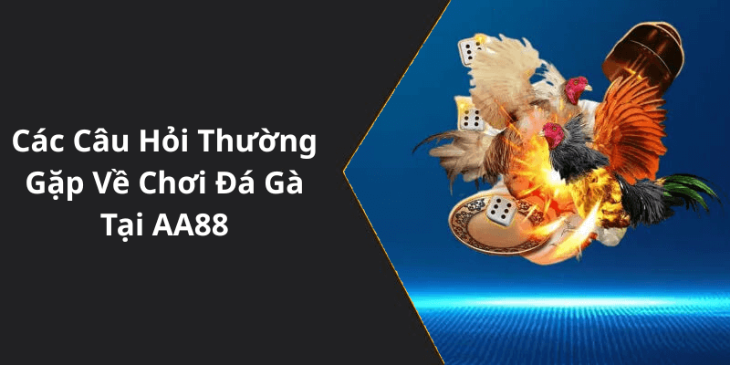 Các Câu Hỏi Thường Gặp Về Chơi Đá Gà Tại AA88