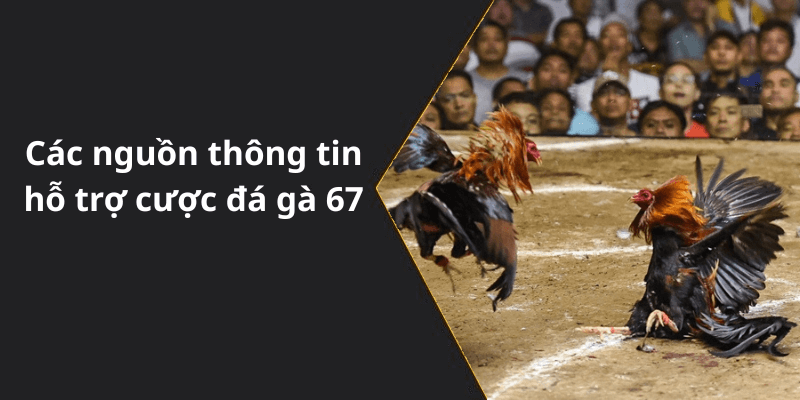 Các nguồn thông tin hỗ trợ cược đá gà 67