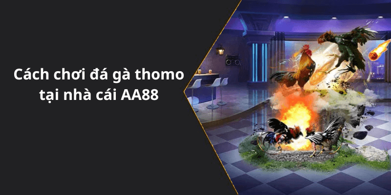Cách chơi đá gà thomo tại nhà cái AA88