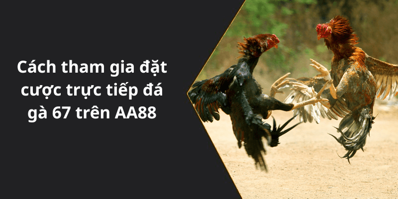 Cách tham gia đặt cược trực tiếp đá gà 67 trên AA88