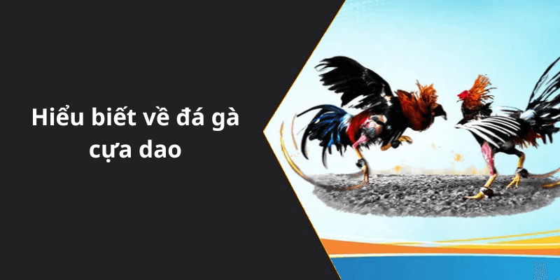 Hiểu biết về đá gà cựa dao