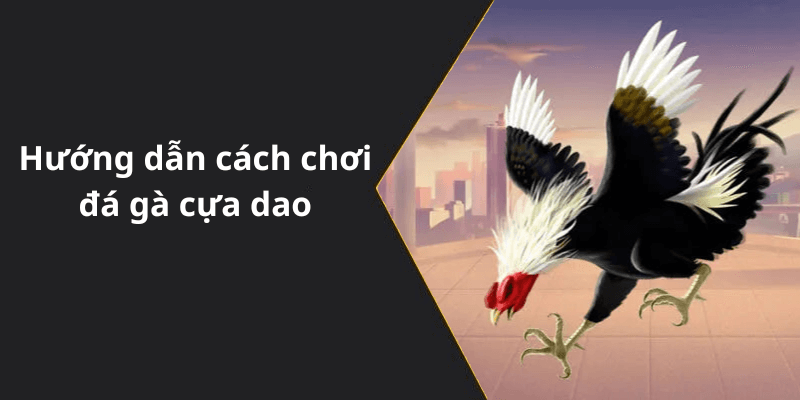 Hướng dẫn cách chơi đá gà cựa dao