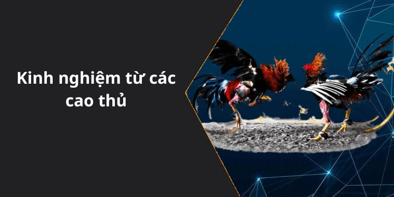 Kinh nghiệm từ các cao thủ