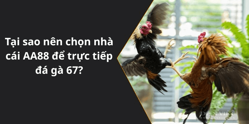 Tại sao nên chọn nhà cái AA88 để trực tiếp đá gà 67