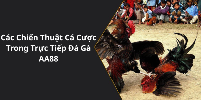 Các Chiến Thuật Cá Cược Trong Trực Tiếp Đá Gà AA88