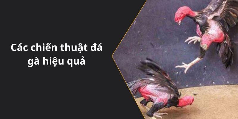 Các chiến thuật đá gà hiệu quả