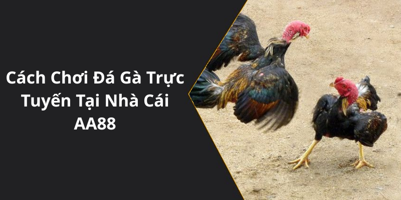 Cách Chơi Đá Gà Trực Tuyến Tại Nhà Cái AA88