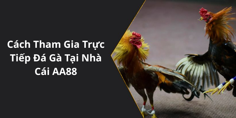 Cách Tham Gia Trực Tiếp Đá Gà Tại Nhà Cái AA88