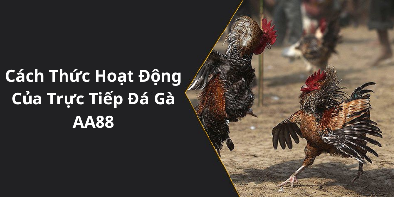 Cách Thức Hoạt Động Của Trực Tiếp Đá Gà AA88