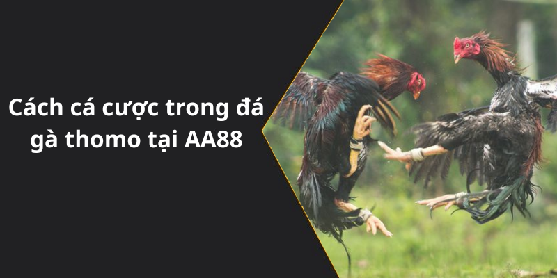 Cách cá cược trong đá gà thomo tại AA88