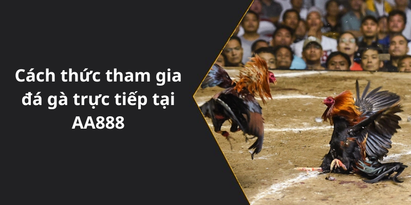 Cách thức tham gia đá gà trực tiếp tại AA888