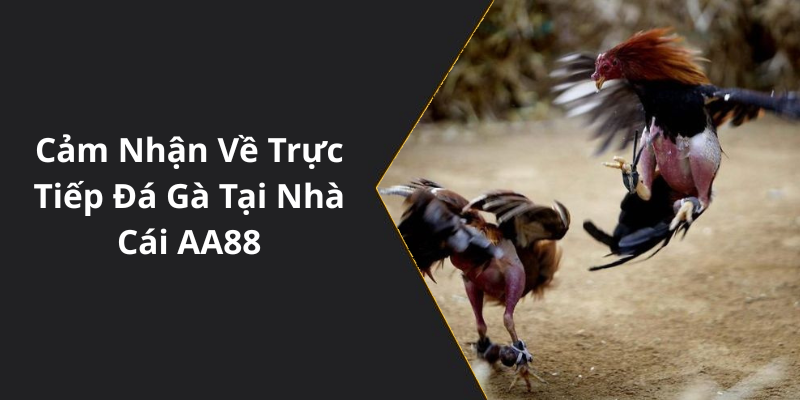 Cảm Nhận Về Trực Tiếp Đá Gà Tại Nhà Cái AA88