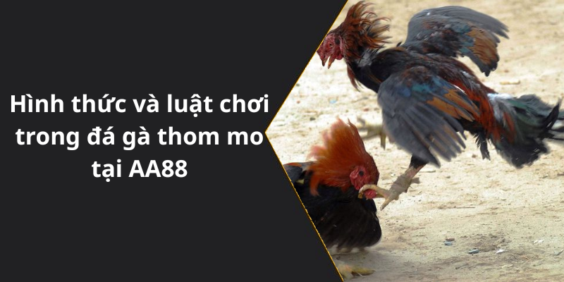 Hình thức và luật chơi trong đá gà thom mo tại AA88