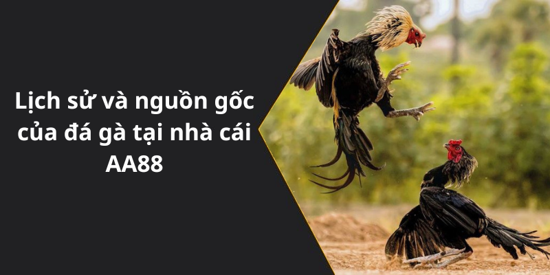Lịch sử và nguồn gốc của đá gà tại nhà cái AA88