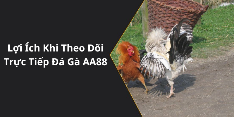Lợi Ích Khi Theo Dõi Trực Tiếp Đá Gà AA88