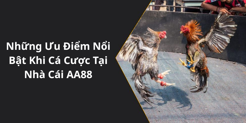 Những Ưu Điểm Nổi Bật Khi Cá Cược Tại Nhà Cái AA88
