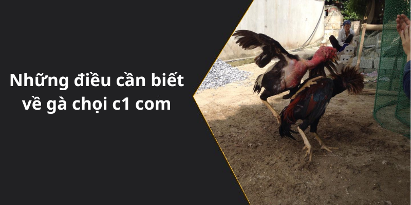 Những điều cần biết về gà chọi c1 com