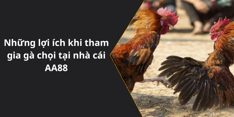 Những lợi ích khi tham gia gà chọi tại nhà cái AA88