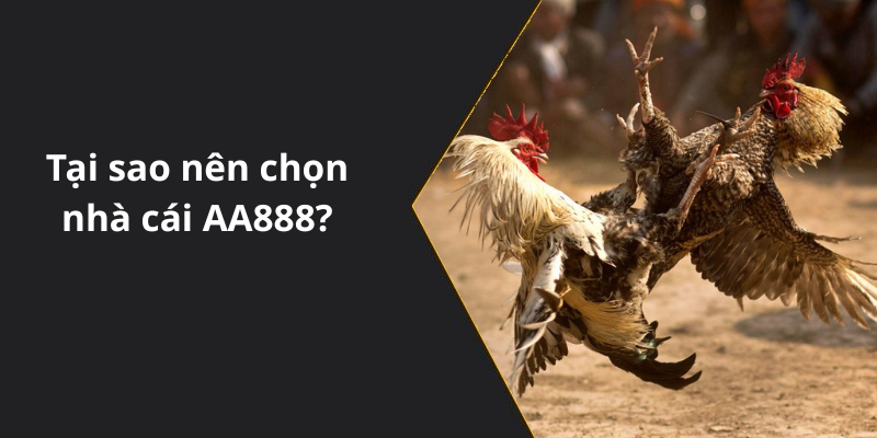 Tại sao nên chọn nhà cái AA888