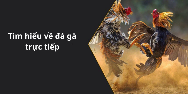 Tìm hiểu về đá gà trực tiếp