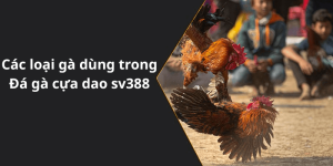 Các loại gà dùng trong Đá gà cựa dao sv388