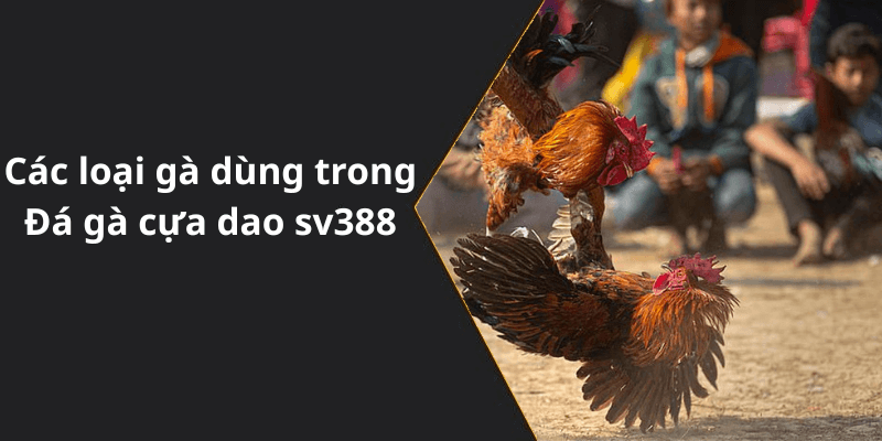 Các loại gà dùng trong Đá gà cựa dao sv388