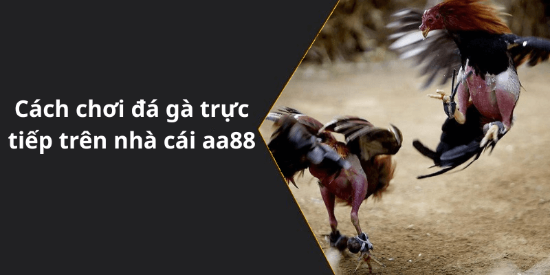 Cách chơi đá gà trực tiếp trên nhà cái aa88