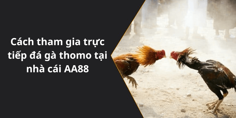 Cách tham gia trực tiếp đá gà thomo tại nhà cái AA88