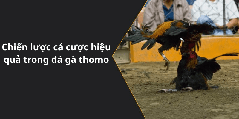 Chiến lược cá cược hiệu quả trong đá gà thomo