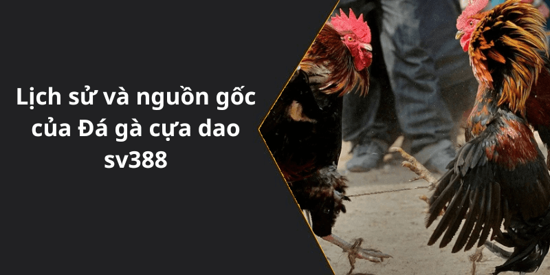 Lịch sử và nguồn gốc của Đá gà cựa dao sv388