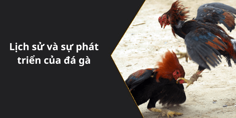 Lịch sử và sự phát triển của đá gà