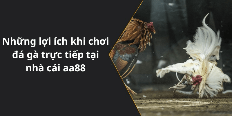 Những lợi ích khi chơi đá gà trực tiếp tại nhà cái aa88