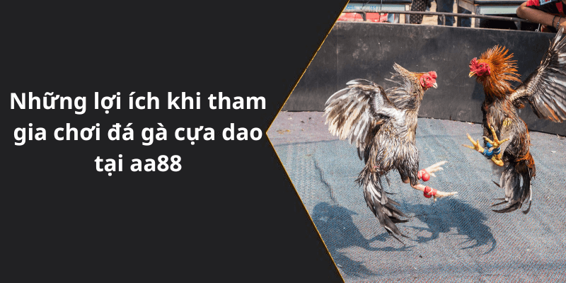 Những lợi ích khi tham gia chơi đá gà cựa dao tại aa88