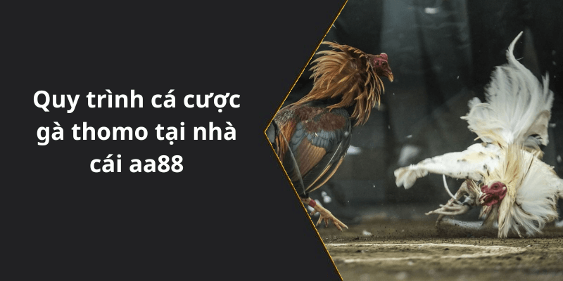 Quy trình cá cược gà thomo tại nhà cái aa88