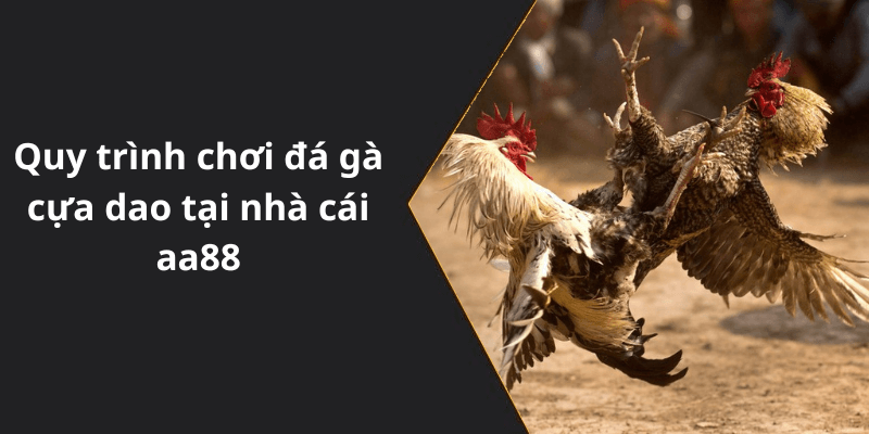 Quy trình chơi đá gà cựa dao tại nhà cái aa88