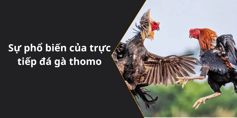 Sự phổ biến của trực tiếp đá gà thomo