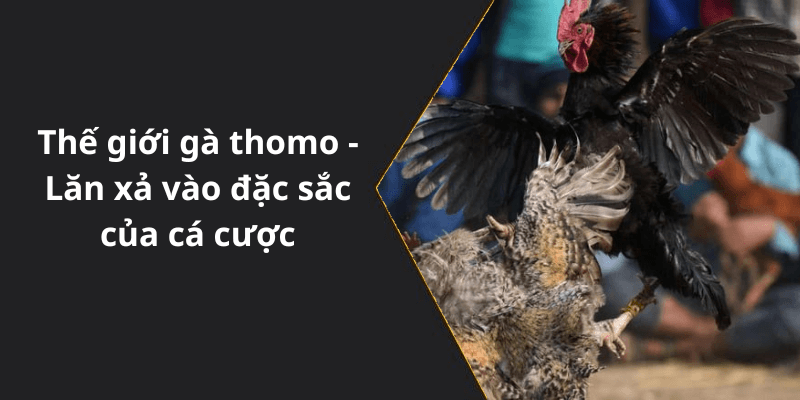 Thế giới gà thomo - Lăn xả vào đặc sắc của cá cược
