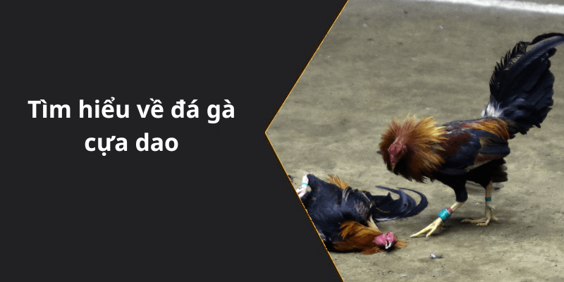 Tìm hiểu về đá gà cựa dao