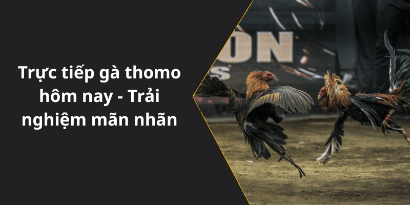 Trực tiếp gà thomo hôm nay - Trải nghiệm mãn nhãn