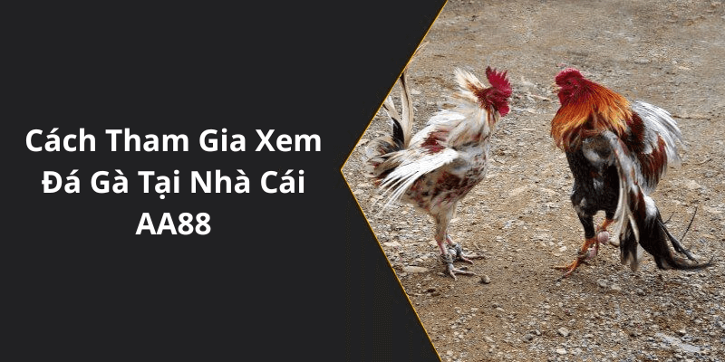 Cách Tham Gia Xem Đá Gà Tại Nhà Cái AA88