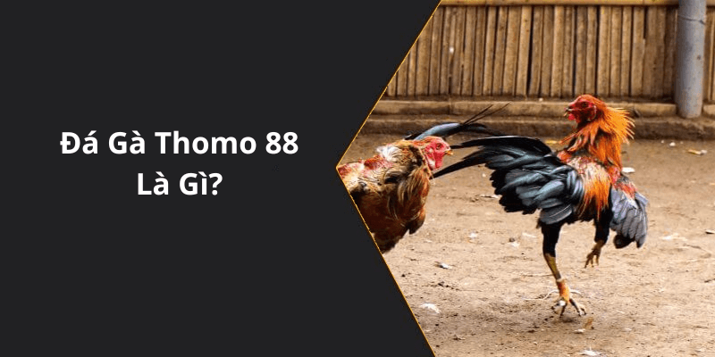 Đá Gà Thomo 88 Là Gì